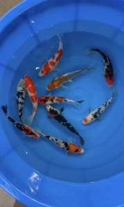 Japan koi local breed 5/6” super high grade 10pcs Combo at 1488 + shipping 50 +  free gifts