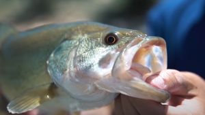 Sougayilang Senar Pancing Nilon Tali Memancing 150M 520M 1.79 M 16.3KG Senar Pancing Jejak Hijau Senar Pancing Tak Terlihat