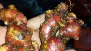 JAHE MERAH SUPER JUMBO SEGAR DAN FRESH RIMPANG BESAR 1/2 KG 500gr