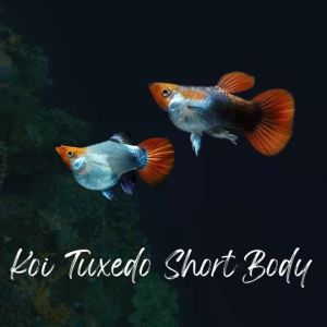 🔥 RED HEAD🔥 Platinum Koi Tuxedo SHORTBODY Guppy Fish Pair (TOP GRADE)
