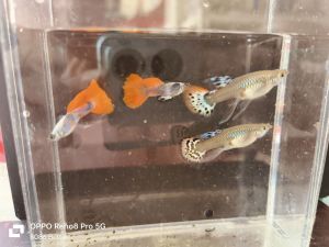 Guppy 孔雀鱼 -ribbon big ear red tail Guppy 大耳红礼服（1 pair）random