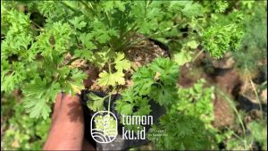 Bibit Tanaman Peterseli Bumbu Dapur Tanaman Hidup Parsley