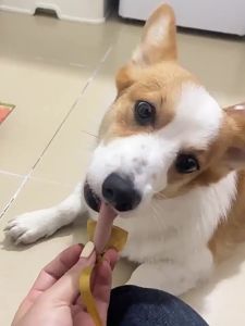 HOOPET | Dog Treats Toothbrushing Chews Training Rewards Mix with Dog Food