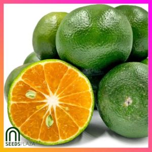 SeedsPLAZA™ - Dalandan Seeds for Planting Fruit Plants (5 Seed) Dwarf Balcony Fruits Home Gardening Hybrid F1