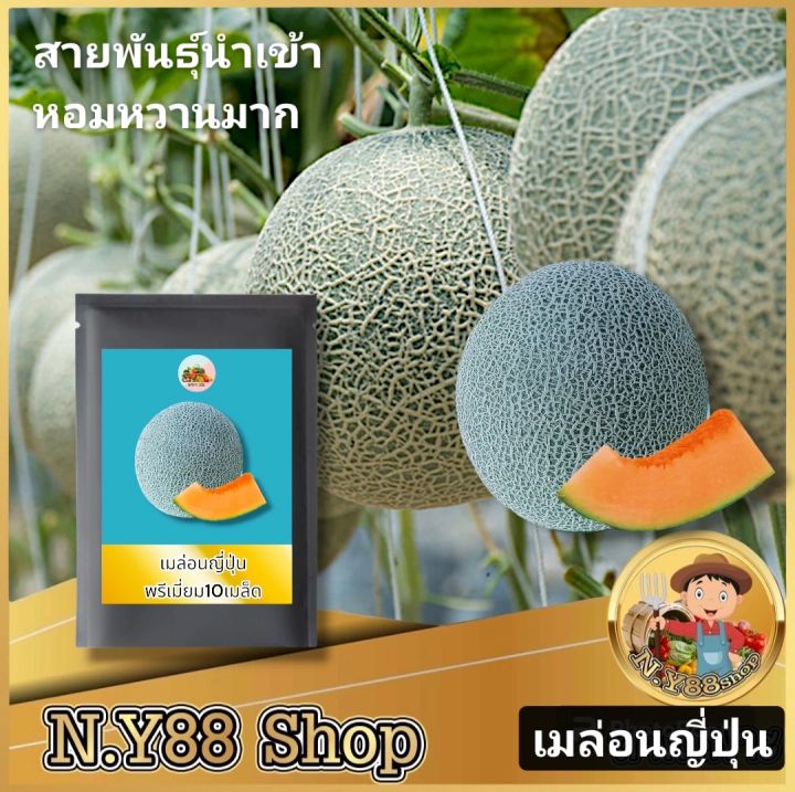 เมล็ดพันธุ์เมล่อนญี่ปุ่น พรีเมี่ยม เนื้อส้ม ผิวตาข่าย