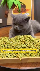 1KG Bánh cá catnip tiêu búi lông sạch răng thơm miệng cho mèo