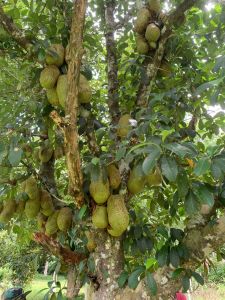 CEMPEDAK KING PULP (FROZEN : 1KG/PACK) (+ ICE PACK + STYROFOAM BOX)
