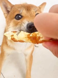 ขนมขัดฟันสัตว์เลี้ยง อกไก่พันกระดูกเเพะอบแห้ง ขนมน้องหมา น้องแมว สุดคุ้ม แพ็ค3แท่ง