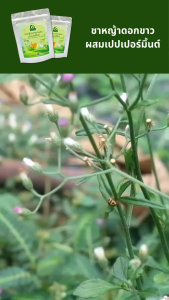 ชาหญ้าดอกขาวผสมเปปเปอร์มิ้นต์ ตราไร่กฤติยา (Little Ironweed Peppermint Blended Tea)