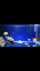 Scraper STAINLESS 50 cm - Tongkat Pembersih Kaca Aquarium Sikat Spon