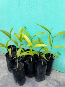 ผักหวานป่า ยอดสีทอง ชุด 10 ถุง