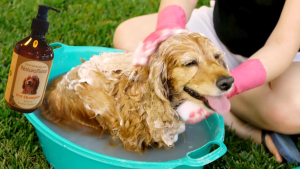 Handmade Liquid Soap - Natural Pet Shampoo For Dogs