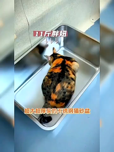 Stainless Steel Cat Litter Box Extra Large Capacity Cat Toilet Litter Tray Open Top Pet Litter Tray Cat Litter Container Easy to Clean