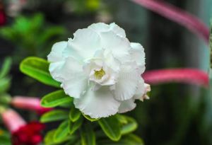 Multi-Petals Adenium Obesum White Aurora Petal Double-Petal Flower Plant Seed Home Garden Tropical Seeds