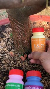 Keo tạo xù cây 100gr LS70 liền sẹo thẹo da cây mai vàng bonsai cây cảnh ăn trái nhanh chất lượng giá rẻ - Lazada