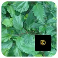 Daun kembang sepatu daun bunga sepatu daun lentera segar herbal alami. 