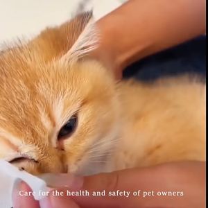 Tisu Basah Pembersih Mata Kucing Anjing Pembersih Tisu Pembersih Telinga Kucing Anjing 60pcs