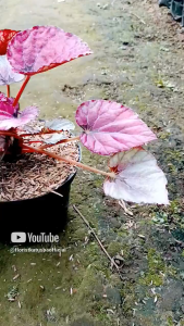 tanaman daun begonia Rex begonia red bull berwarna merah