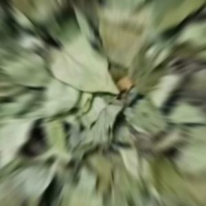 1KG  BỘT THẠCH GĂNG NGUYÊN CHẤT TỪ LÁ GĂNG TRÊN NÚI TAM ĐẢO