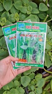 [TRUNG THIEN THINH] Combo 2 Gói Hạt Giống Cải Ngọt PN 02 Của Phú Nông