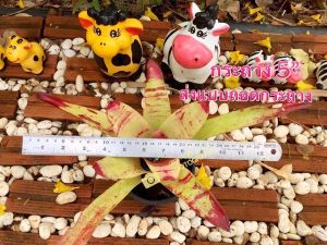 สับปะรดสี นีโอ ทอสสลัด / Neo Tossed salad /ตัวดอกจะเป็นสีชมพูอ่อน ขอบใบจะชมพูเข้มชอบแดดจัด ฟอร์มกระชับ / ต้นไม้แต่งสวน/ สับปะรดสีราคาถูก