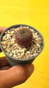 ต้นไม้อวบน้ำ ซัลคอรีบูเทีย สตอเบอรี่ แคคตัส สูตรสตูล สูตรสตูล ต้นไม้ สูตรสตูล ต้นไม้ สูตรสตูล