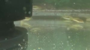 Gold Laser Corydoras (Corydoras sp. CW010) 金线鼠