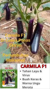 Benih Bibit Biji Terong Ungu CARMILA F1 5 gram dari Cap You Seed Tahan Virus dan Tahan layu