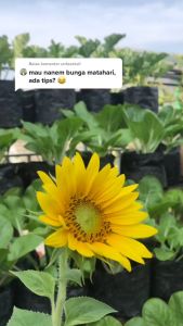 Infarm Benih Super Bunga Matahari Bibit Bunga Matahari Sunflower Tanaman Hias Bunga Hidup