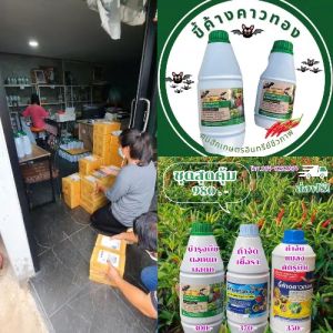 ขี้ค้างคาวทอง ฝาฟ้าสูตรป้องกันกำจัดเชื้อราในพืช ไม่มีเคมี100%