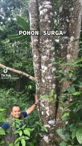Paket 100 Bibit Pohon Gaharu Cabutan Tanaman Gaharu Aquilaria Malaccensis