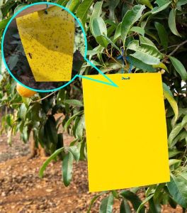 20pcs Double Sided Sticky Bug Board Insect Traps Pest Killer Fly Orchard Fruit Fly Bugs Glue Sticker