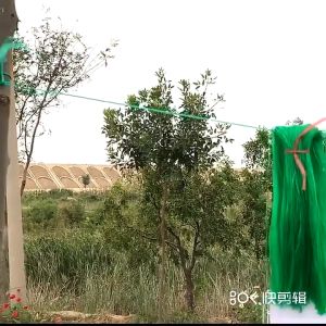 【Ready Stock】Durable Plant Support Net Garden Green Nylon Trellis Netting Climbing Bean Plant Nets Grow Mesh