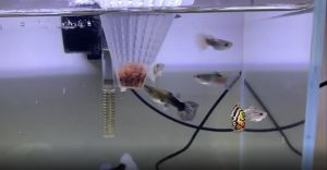 10sets Aquarium Fish Tank Cone Water Flea Funnel Cup Ring Nematode Cup Blood Bug Feeder With Sucke