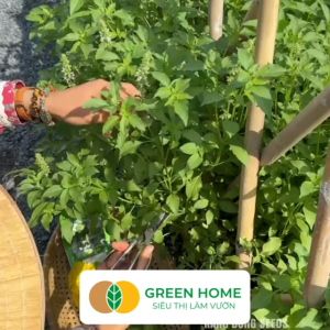 Hạt Giống Rau Thơm Xả (É Trắng) GreenHome Gói 5g~2000 hạt Sinh Trưởng Khỏe Dễ Trồng Quanh Năm G19