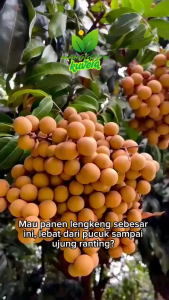 Manggrow Paket Bundling Hemat Pupuk Organik Cair 500ml Semua Varian + Pupuk Serbuk Organik Premium