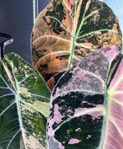 Alocasia black velvetโทนด่างม่วง ขายแบบไข่เพาะชำในถ้วยอบอย่างดี