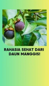 250 GRAM DAUN MANGGIS KERING / 100 GRAM DAUN MANGGU KERING ALAMI