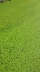 AQUAPONICS GO GREEN Duckweed Floating Aquatic Plant - Natural Water Purifier & Fish Food