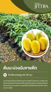 จิตตรา ต้นพันธุ์มะม่วงขายตึก เสียบยอดสูง 60-80 cm ปลูกปีเดียวติดลูก พร้อมส่ง เครมฟรี ต้นพันธุ์ผลไม้ ต้นเตี้ย ผลดก
