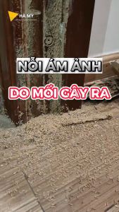 Bình Xịt MốiMuỗiGián Và Các Loại Côn Trùng ChainDrite Thái Lan 600ml - An Toàn Cho Người Sử DụngHàng Chính Hãng Xịt Diệt Mối Muỗi Gián Hiệu Quả 12 Tuần Bình Xịt Sinh Thái Không Mùi Hương - Lazada