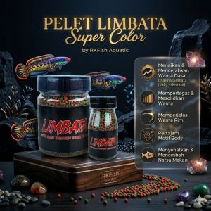 Pelet Limbata Super Color RKFish Aquatic Pakan Channa Limbata