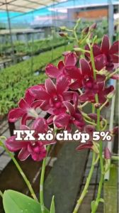 LAN DENRO TX XỔ CHỚP 5% GỬI NGUYÊN CHẬU PHI 12