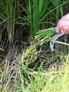 60cm Multipurpose Long Handle Sickle Manganese Steel Agricultural Sickle Garden Tools Blade Karet Scythe Bolo