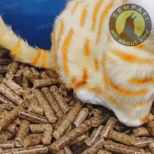 SEMPATI Wood Pellet 1Kg Premium Grade A Super Padat Anti Bubukan Pine Pellet Premium Pasir Kucing Cat Litter Pelet Kayu Alas Kandang Kucing Hamster Kelinci Burung Lovebird Piyik Bedding Anti Bau