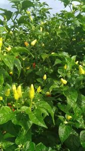 Benih Cabe Rawit Setan PRENTUL SUPER 10g Setara 2250 Butir