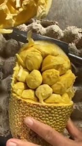 Bibit Cempedak Madu Okulasi Unggulan