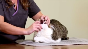 UBAT 15 FUNGSI KURAP KUCING ANJING 15in1 SERANGKAI KUCING ANJING (KURAP HEARTWORM KUTU CACING EARMITES FLEAS)