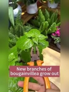 Bougainvillea Fertilizer 300ML Organic Fertilizer Liquid for Bougainvillea Bougainvillea flowering fertilizer
