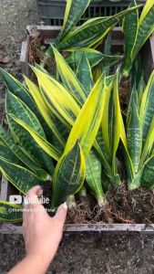 Sensivera Gold Flame: 2/4 Daun Produk Herbal Alami